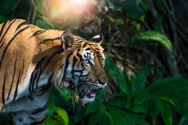 istock Photos of tiger naturally. 1200025214