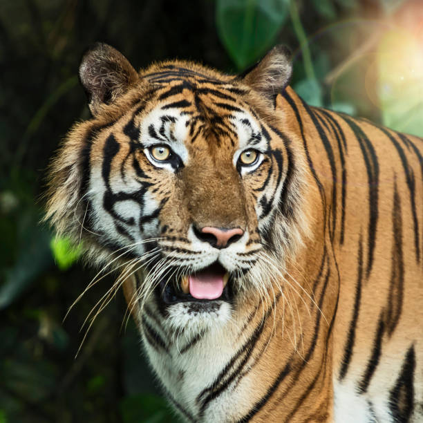 istock Photos of tiger naturally. 1200025247