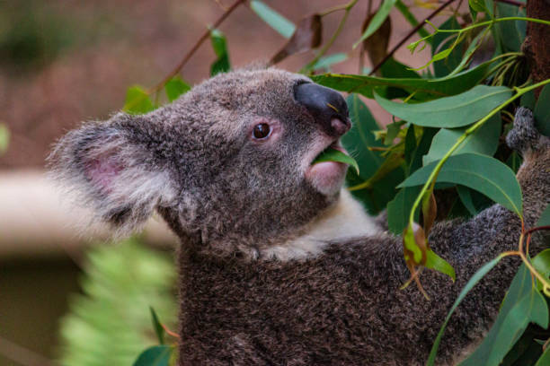 istock Koala bear eating eucalyptus leaves cute fluffy body, eye nose mouse closeup 1200025562
