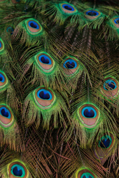 istock Peacock tail feather beautiful colourful vibrant green blue purple pattern 1200025565