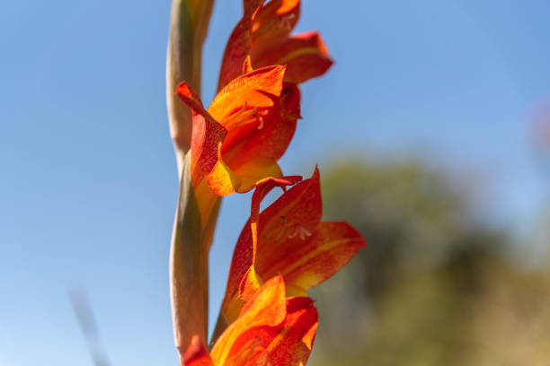 istock Canna indica flower 1200026446