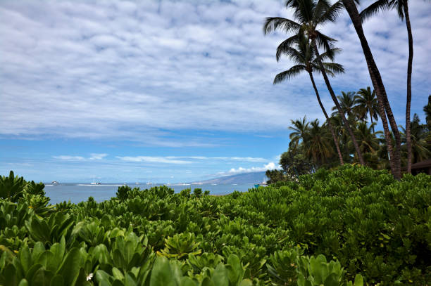 istock Coastal Tropical Foliage 1200027695