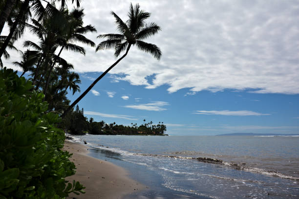 palmier et plage de sable - maui beach palm tree island photos et images de collection