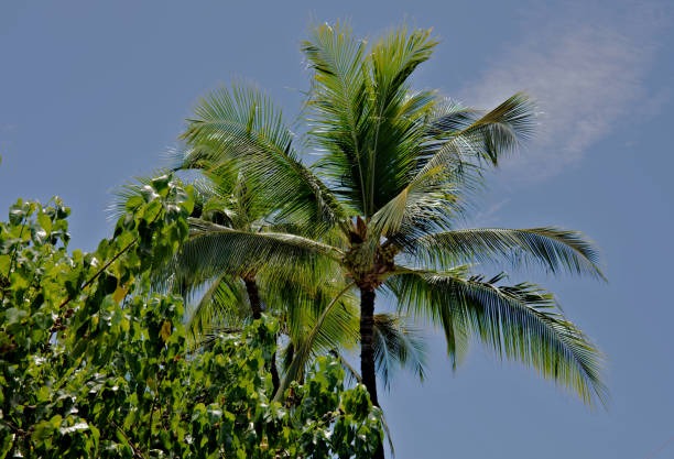Looking at lush green colored palm tree leaf under bright sunlight and clear sky