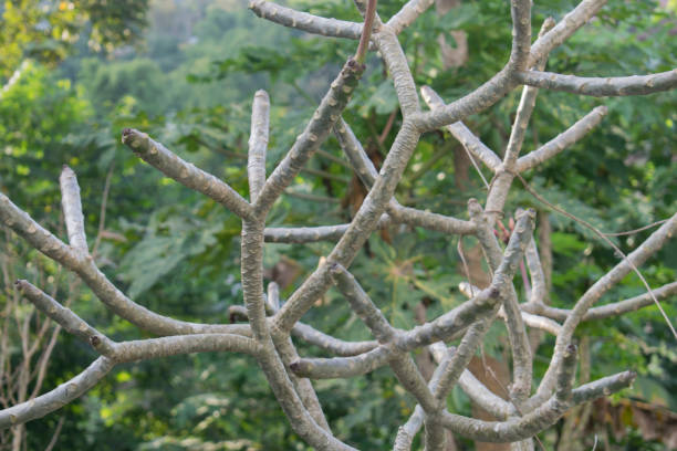 istock No leaves tree in the garden 1200029428