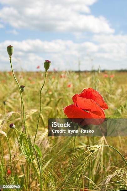 Poppy - zdjęcia stockowe i więcej obrazów Bez ludzi - Bez ludzi, Chmura, Czerwony