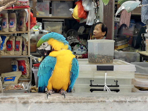 Local seller behind a Gold and blue macaw (Ara ararauna) at store in the Hong Kong Bird Market known as the Yuen Po Bird Garden, Mong Kok district, Kowloon Peninsula.
