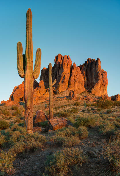 istock Saguaro Cactus Group and Superstition Mountains 1200029669