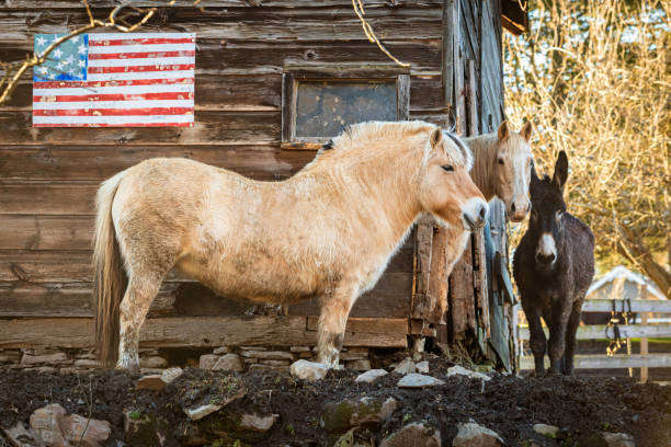 pares de cavalos na exploração agrícola na frente da bandeira dos eua - independent mongolia fotos - fotografias e filmes do acervo