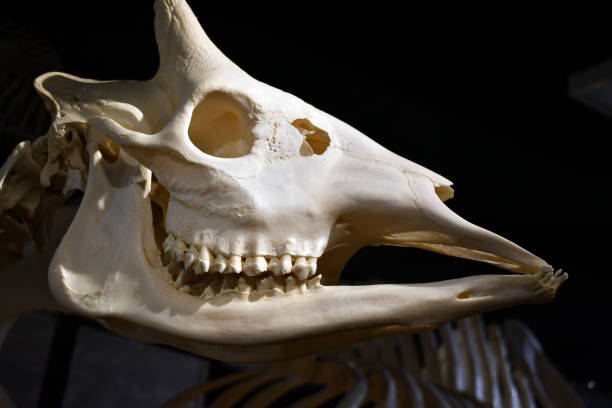 istock large skeleton of draft skoal 1200032591