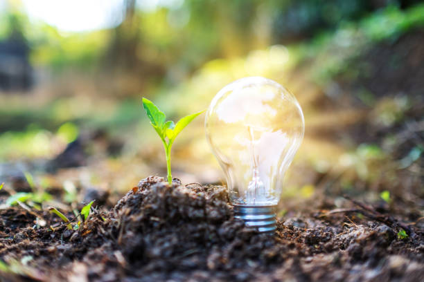 istock a small tree and a light bulb glowing on pile of soil 1200033450