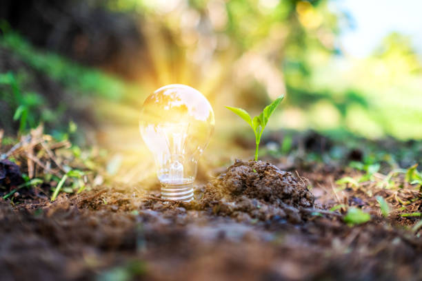 istock a small tree and a light bulb glowing on pile of soil 1200033480