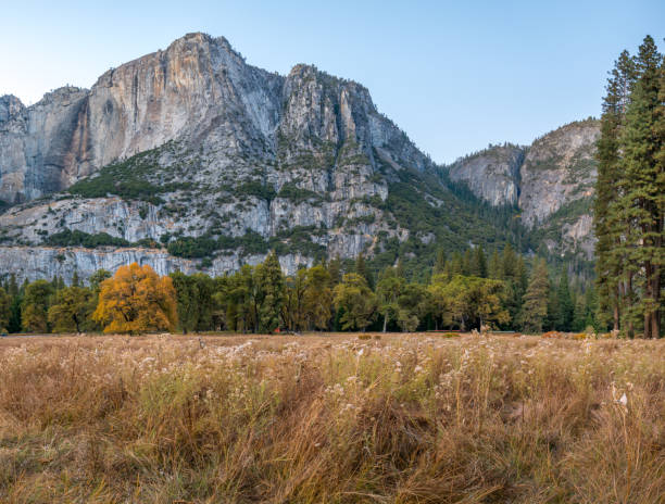 low angle view of colorfull yellow fall season tree with mountain in the background - yosemite falls tree branch landscape stock-fotos und bilder