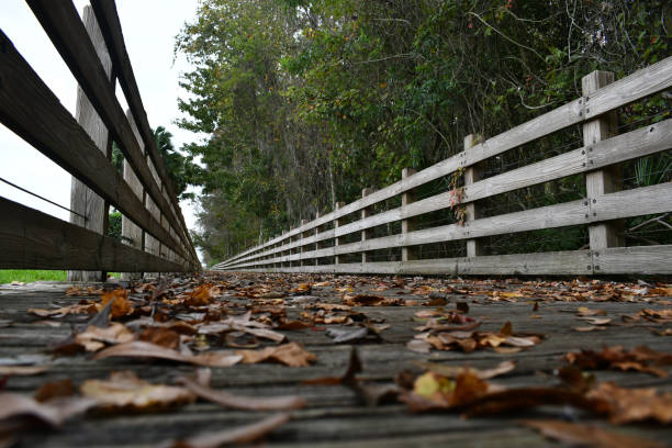 istock Low view of the boardwalk with leaves 1200034387