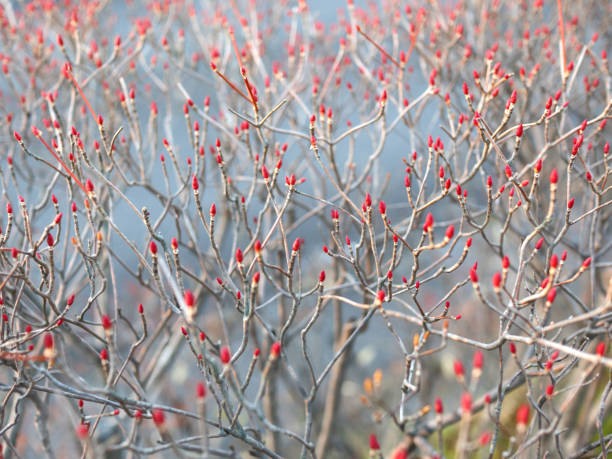 Photographed in Japan.