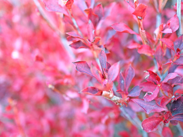 Photographed in Japan.