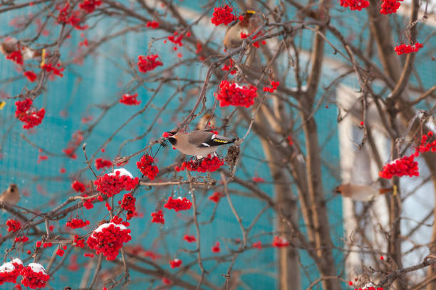 istock flock of waxwings in winter 1200035332