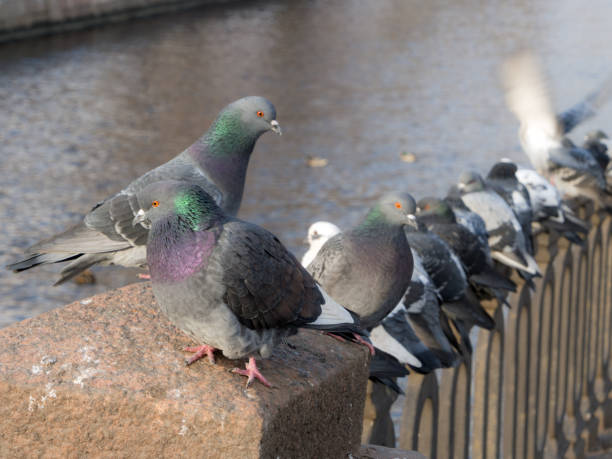 istock flock of gray pigeons 1200035339