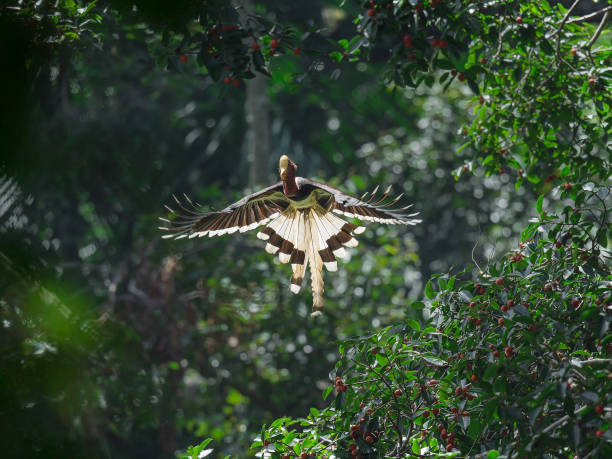 istock Beautiful of Bird 1200038541