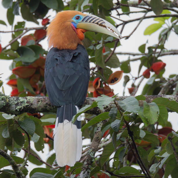 istock Beautiful of Bird 1200038557