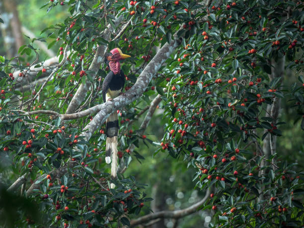 Beautiful of Bird