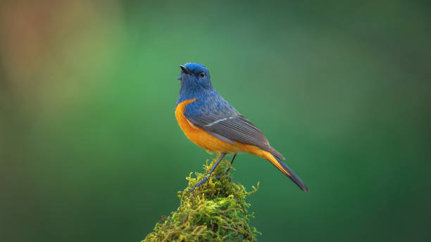 istock Beautiful of Bird 1200038989