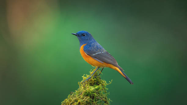 istock Beautiful of Bird 1200038990