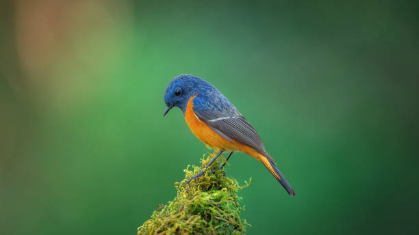 istock Beautiful of Bird 1200038994