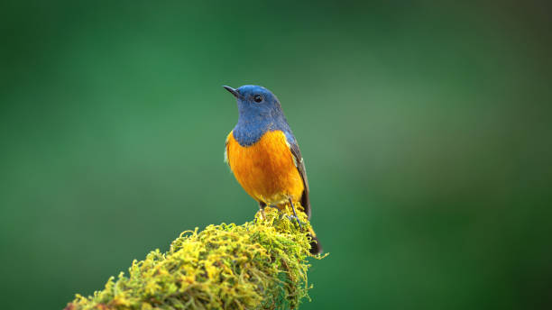 hermoso de pájaro - phoenicurus fotografías e imágenes de stock