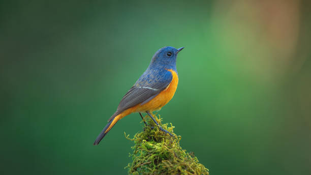 Beautiful of Bird Exotic blue bird, the Blue-fronted Redstart (Phoenicurus frontalis) perching on top of the wooden stick on blur green background,colourful bird,Northern Thailand finch stock pictures, royalty-free photos & images