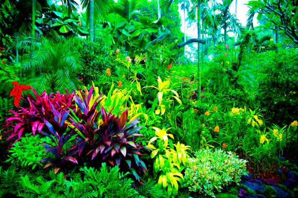 Jungle forest with tropical acai palm and plants