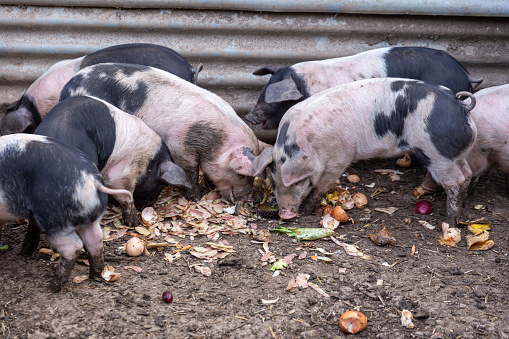 Saddleback piglets feeding on food scraps in a pigsty on a UK farm
