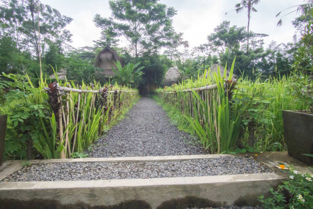 istock Nature greeny scenery at coffee farm in Bali. 1200040620