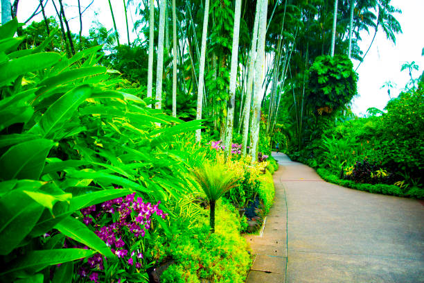 National Orchid Garden - Singapore