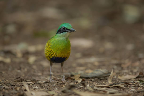 Bar-bellied Pitta male(Pitta elliotii), beautiful bird isolated on white nature background
