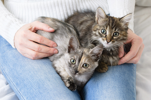 Two gray kittens on the knees of a girl in jeans and a white sweater close-up.