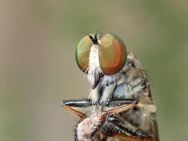 macro on the eye of robber fly