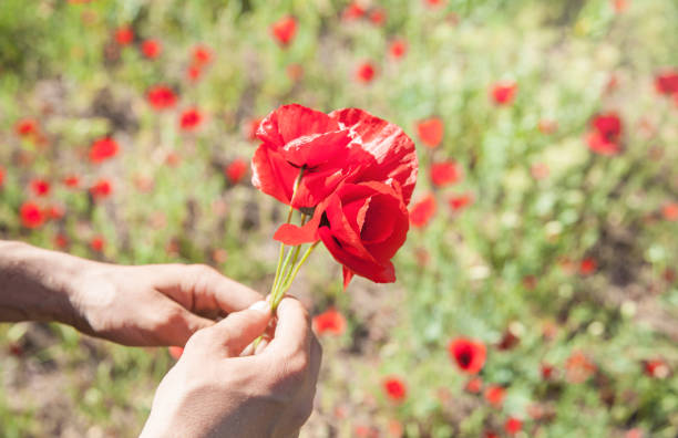 istock Man picking up red poppies. Poppy field 1200047667