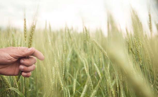 istock Beautiful view. Male hand holding wheat 1200047676