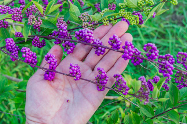 callicarpa bodinieri (la baie de beauté de lamiaceae ou de bodinier, main de femme tenant une branche - uncultivated autumn berry fruit branch photos et images de collection