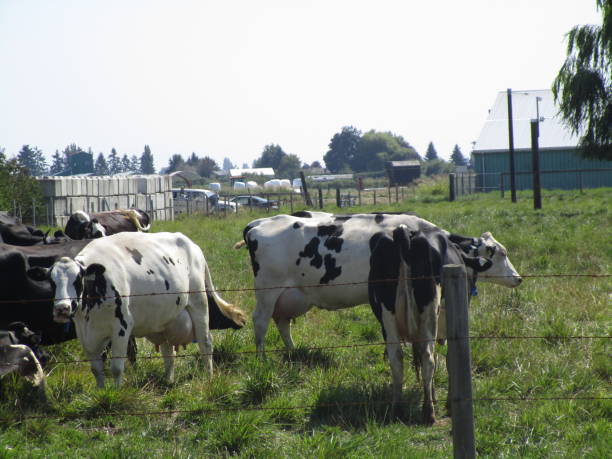 istock Cute Dairy Cows Grazing in a Farm at Ladner, Canada 1200050133