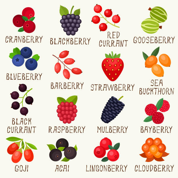 ягоды иконы - raspberry gooseberry strawberry cherry stock illustrations