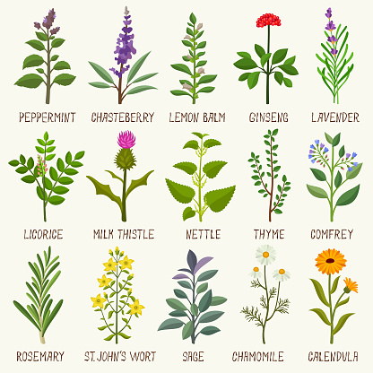 Herbal plants vector illustration set