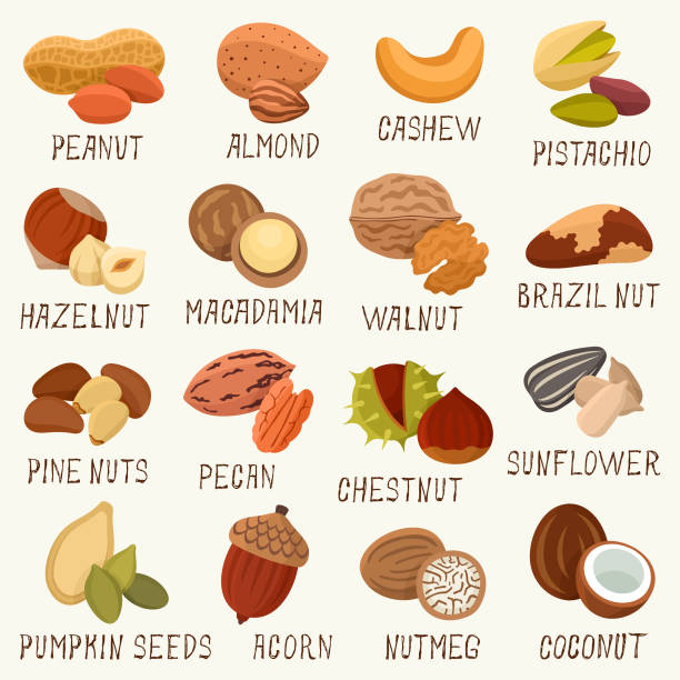 Nuts icons Kinds of nuts vector illustration set naming organic compounds stock illustrations