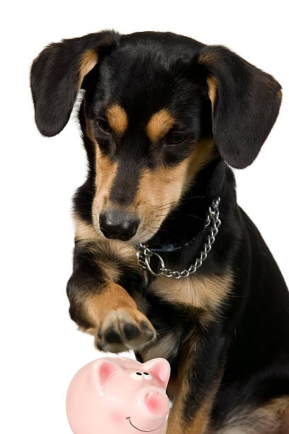 istock Black dog is holding paw over pig 120005259