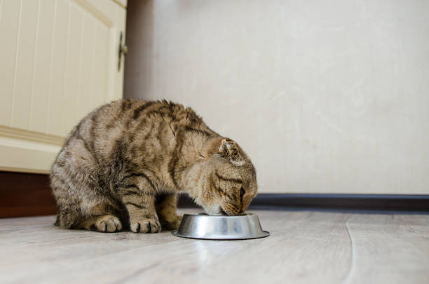 istock Scottish fold eats dry food from a bowl 1200053497