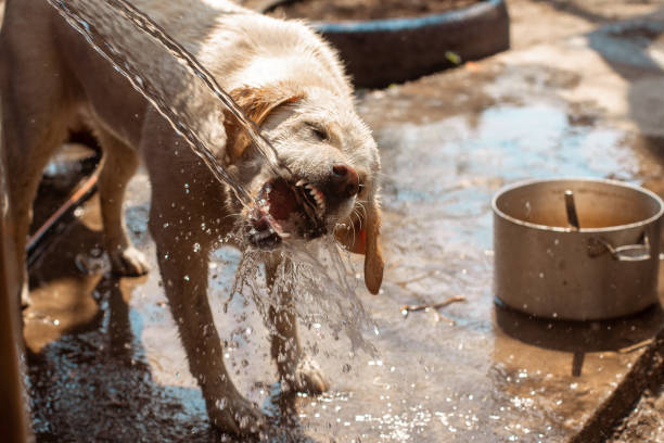 istock funny dog Labrador plays with water 1200053516