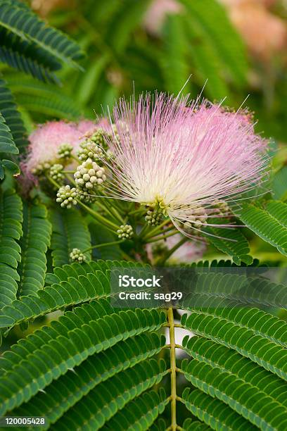 Flowering Shrub Stock Photo - Download Image Now - Acacia Tree, Blossom, Botany