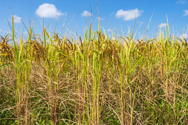istock Rice Field in the morning under blue sky 1200054951
