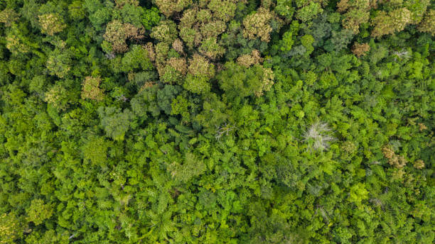 istock Aerial top view of forest texture background view from above 1200055611